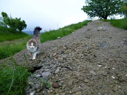Gramsma Katze2